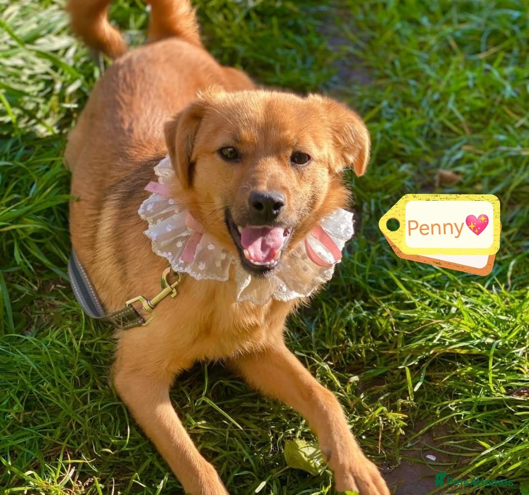 Mixed Breed dogs for adoption: 💖🐶 PENNY 🐶💖 - Advert 1