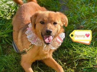 Mixed Breed dogs 💖🐶 PENNY 🐶💖 - Advert 3