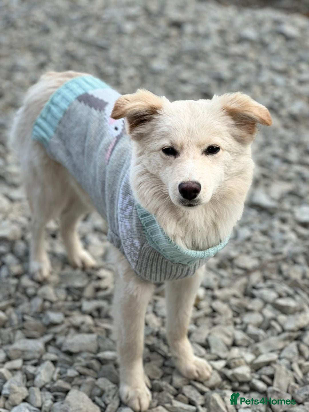 Mixed Breed dogs for adoption: 💖🐶 BESSY & MIKUSHA 💖🐶 - Advert 11