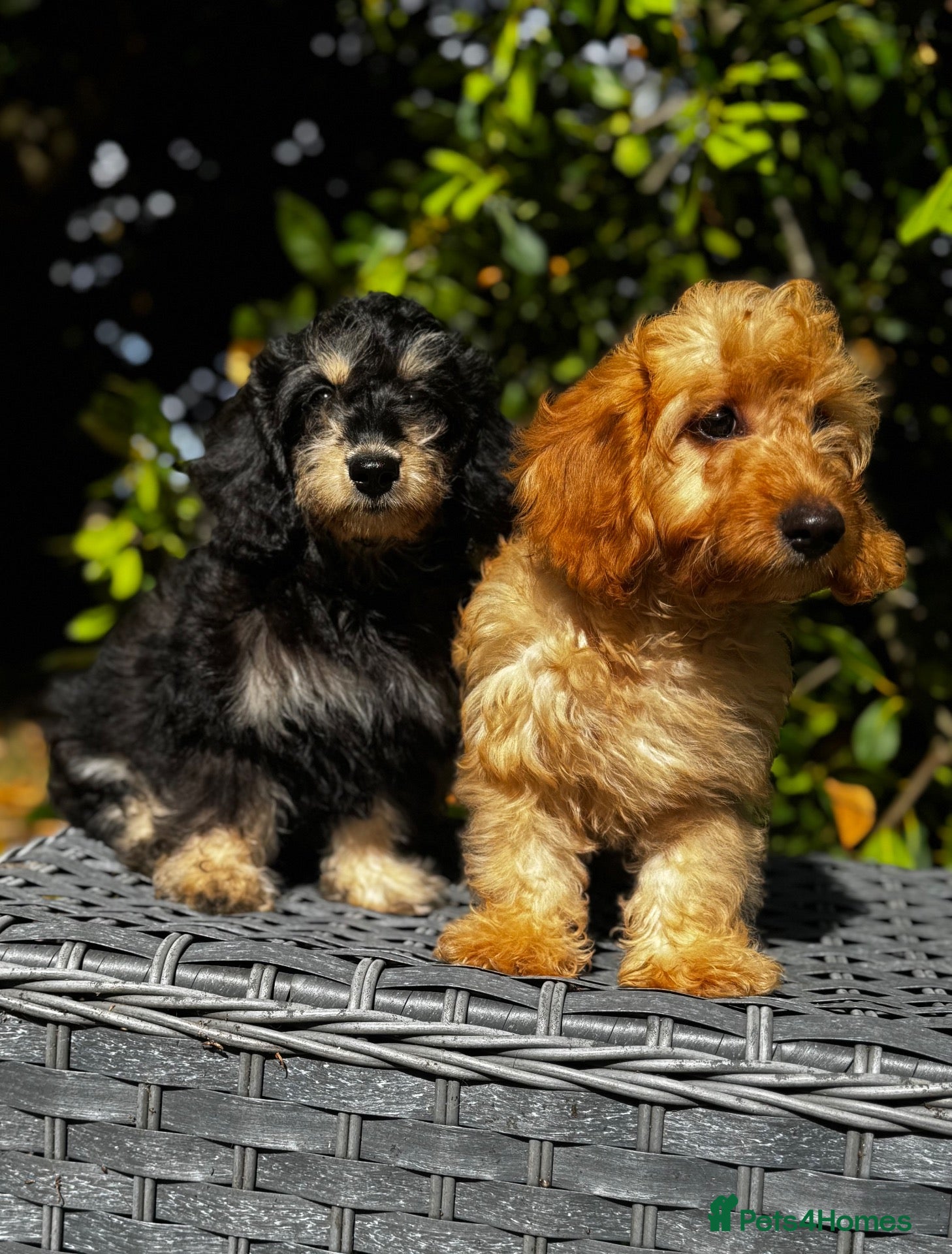 Doxiepoo dogs Doxiepoos Miniature dachshund x toy poodle  - Advert 1