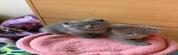 Scottish Fold cats for sale: 7 Scottish fold 😍beautiful  healthy kittens - Advert 14
