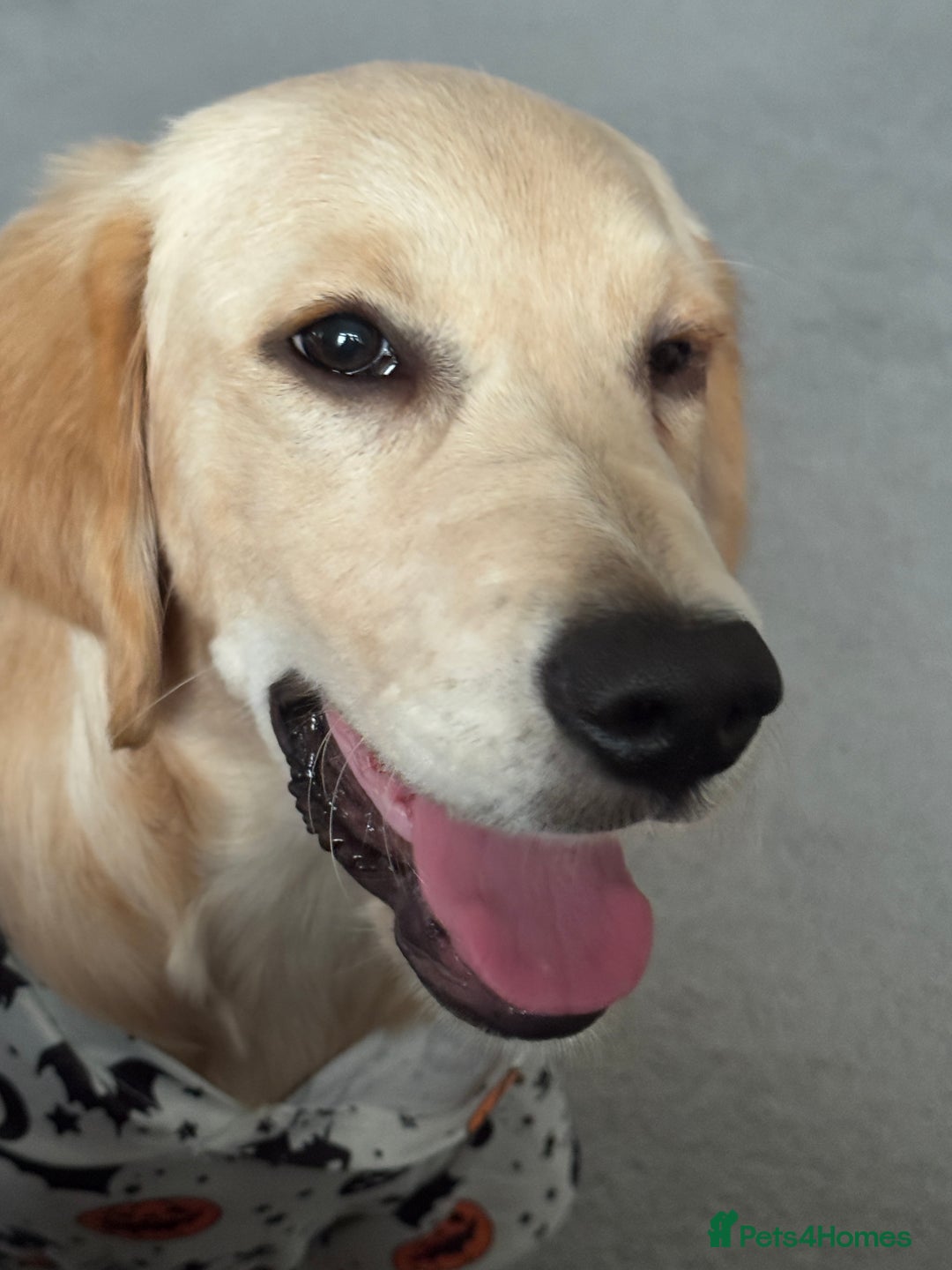 Golden Retriever dogs for sale: 7 month old female golden retriever - Advert 7