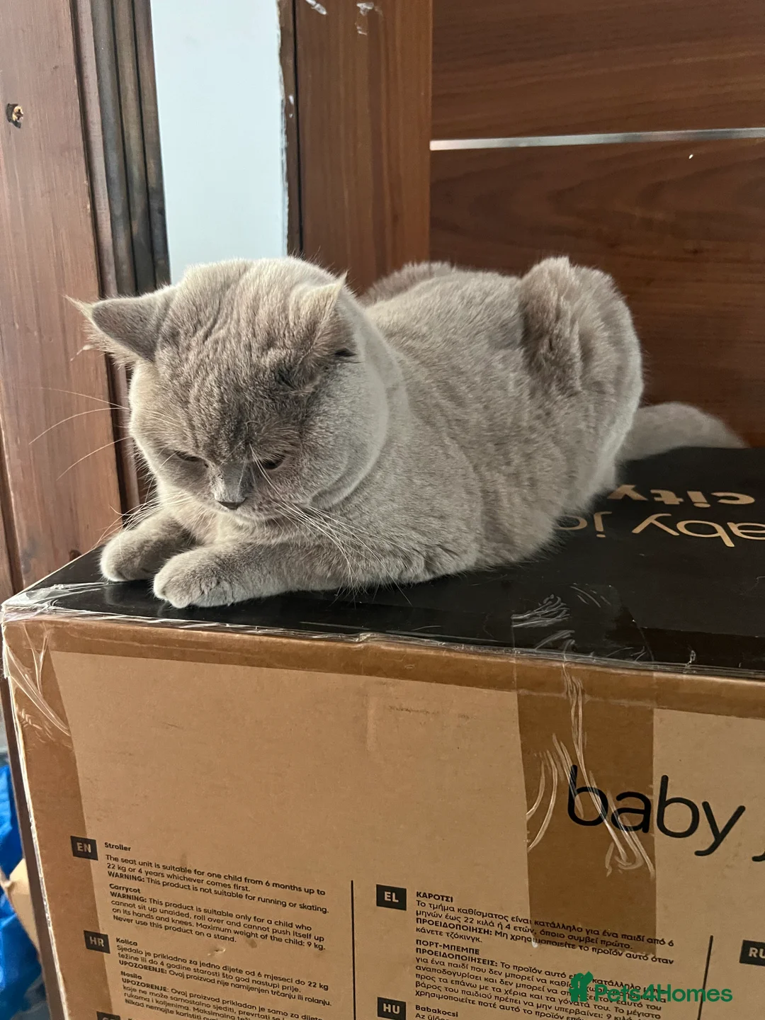 British Shorthair cats for sale: British Shorthair Cat - Advert 5