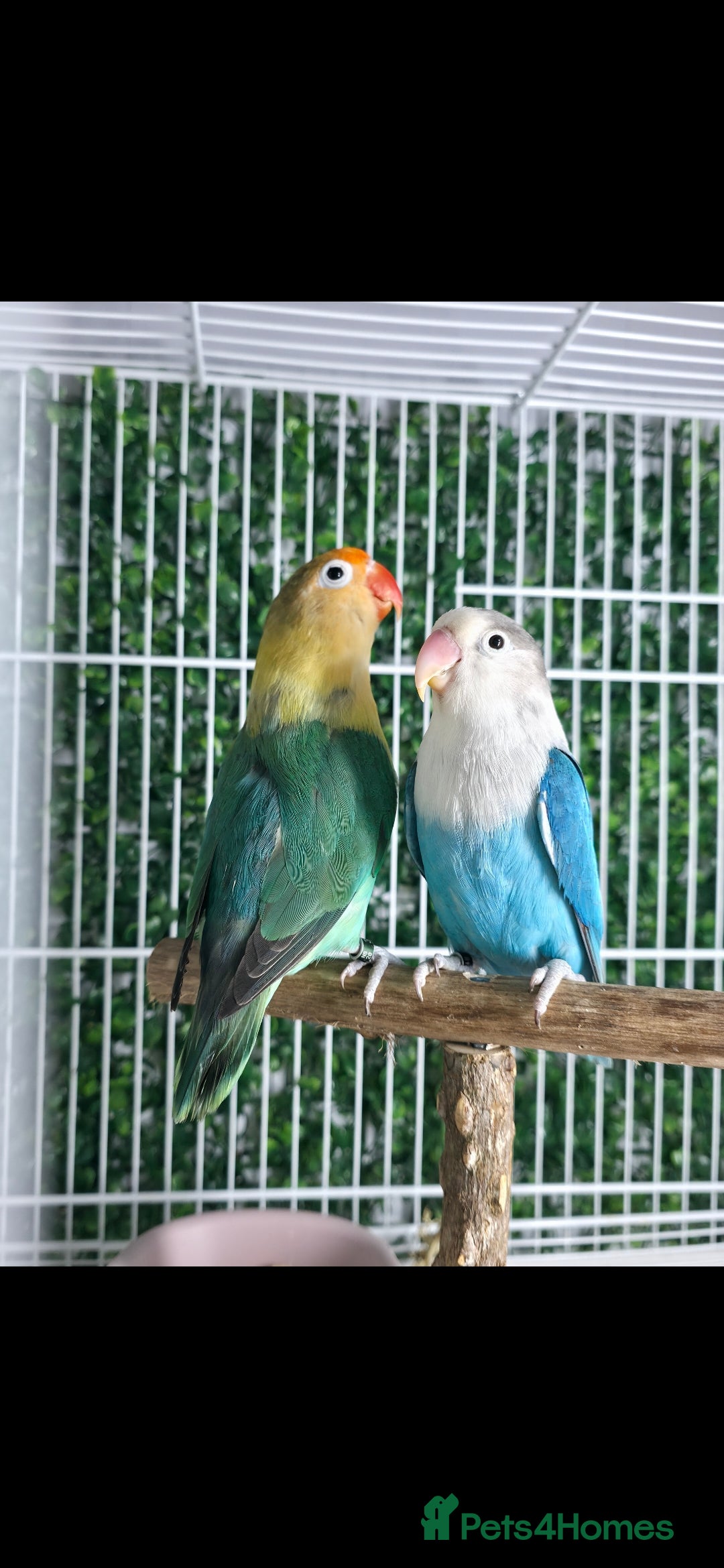 Lovebirds birds for sale: BREEDER PAIR - Advert 2