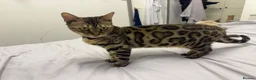 Bengal cats for sale: Two Beautiful Bengal Females  in Liverpool - Advert 4