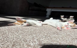 Domestic Shorthair cats for sale: 5 kittens available  - Image 6