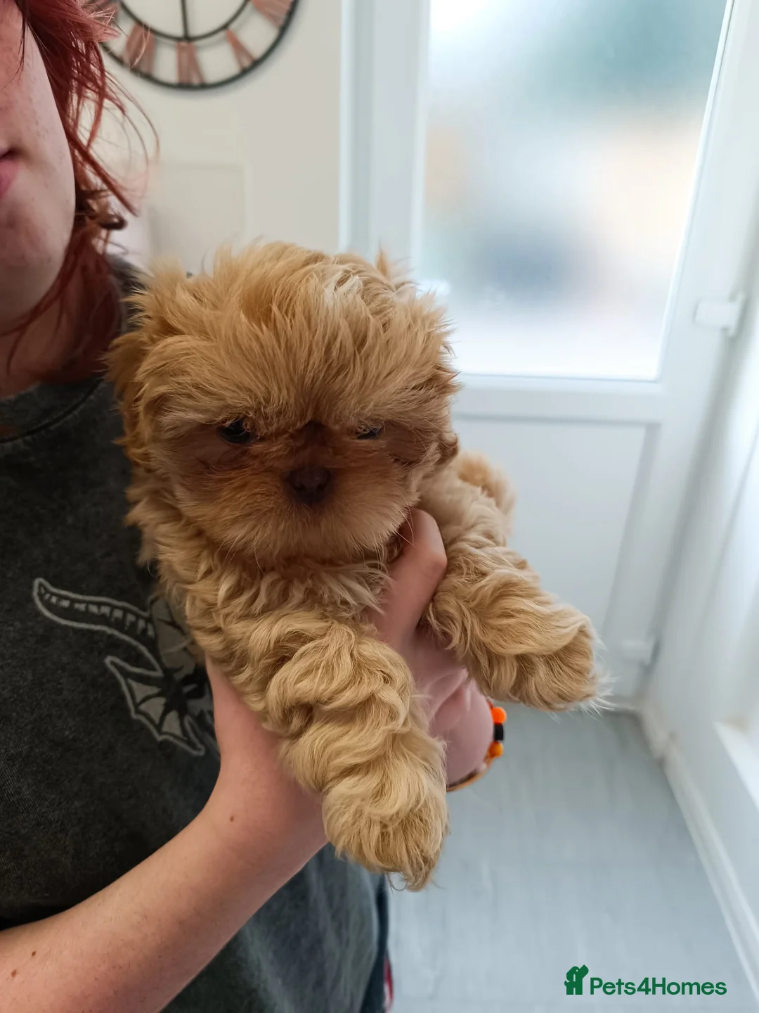 Shih Tzu dogs for sale: Imperial shih-tzus one cream boy left - Advert 12