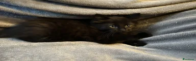 Fluffy Black Fur 2 