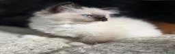 Ragdoll cats for sale: Quality Ragdoll Kittens - Advert 3