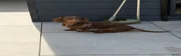 Miniature Dachshund dogs for stud: Miniature dachshund - Advert 4