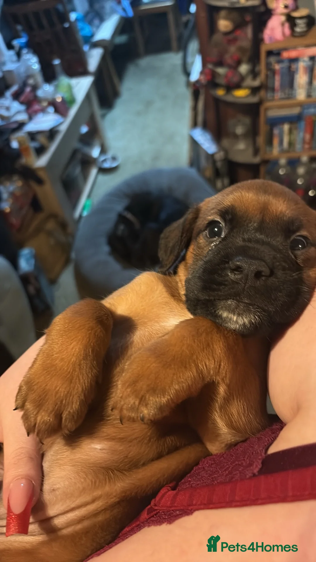 Mixed Breed dogs for sale: Two beautiful labox puppies in Queenborough - Advert 3