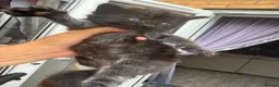 Mixed Breed cats for sale: 3 male kittens for sale  in March - Advert 9
