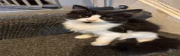 Mixed Breed cats for sale: Male and Female Kittens - Advert 24