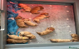 Labrador Retriever dogs for sale: KC Labrador puppies  in Morpeth - Image 11