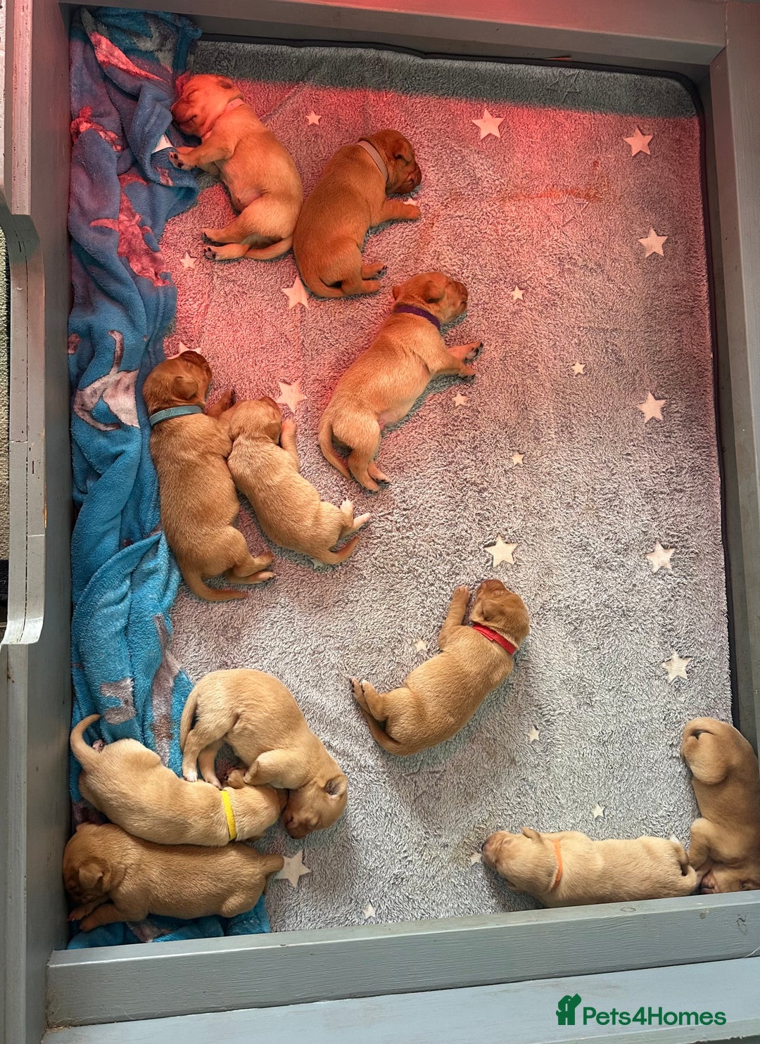 Labrador Retriever dogs for sale: KC Labrador puppies  in Morpeth - Image 11