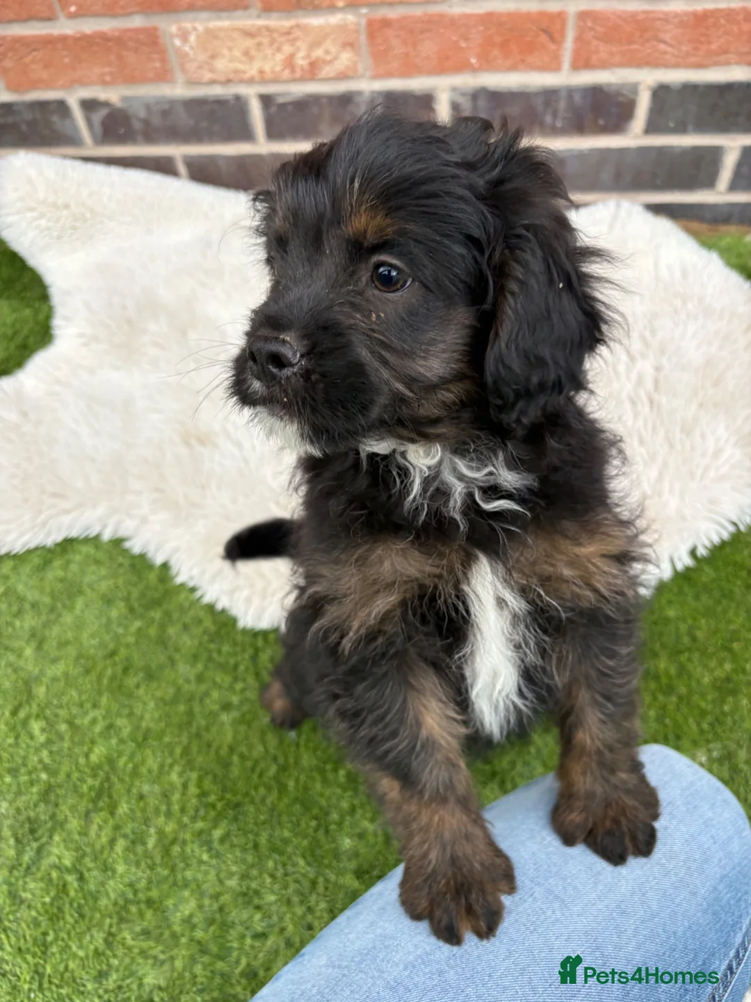Mixed Breed dogs for sale: REDUCED LASY BOY! Fluffy frenchie cross - Advert 2