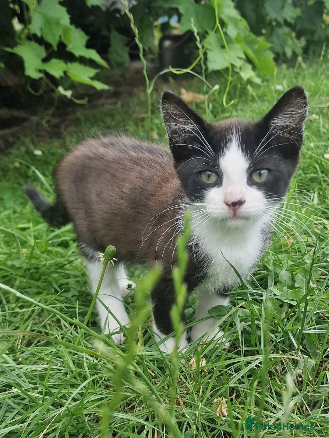 Domestic Shorthair cats for sale: 3 Playful Kittens 🐾 - Image 7