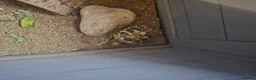 Hermann Tortoise reptiles for sale: 2 year old herman tortoise in Nottingham - Advert 1