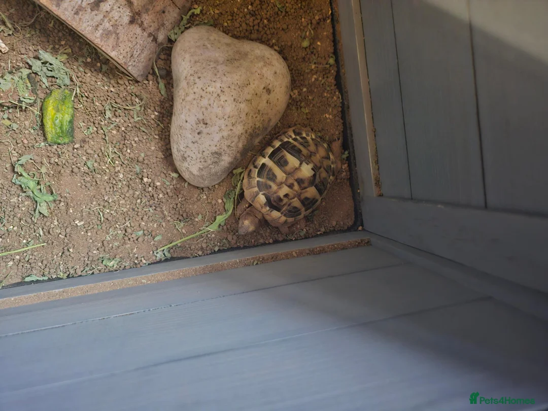 Hermann Tortoise reptiles for sale: 2 year old herman tortoise in Nottingham - Advert 1