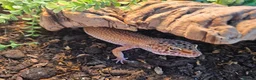 Leopard Gecko reptiles for sale: Leopard Gecko with 4ftx2ft Vivarium in Chatham - Advert 22