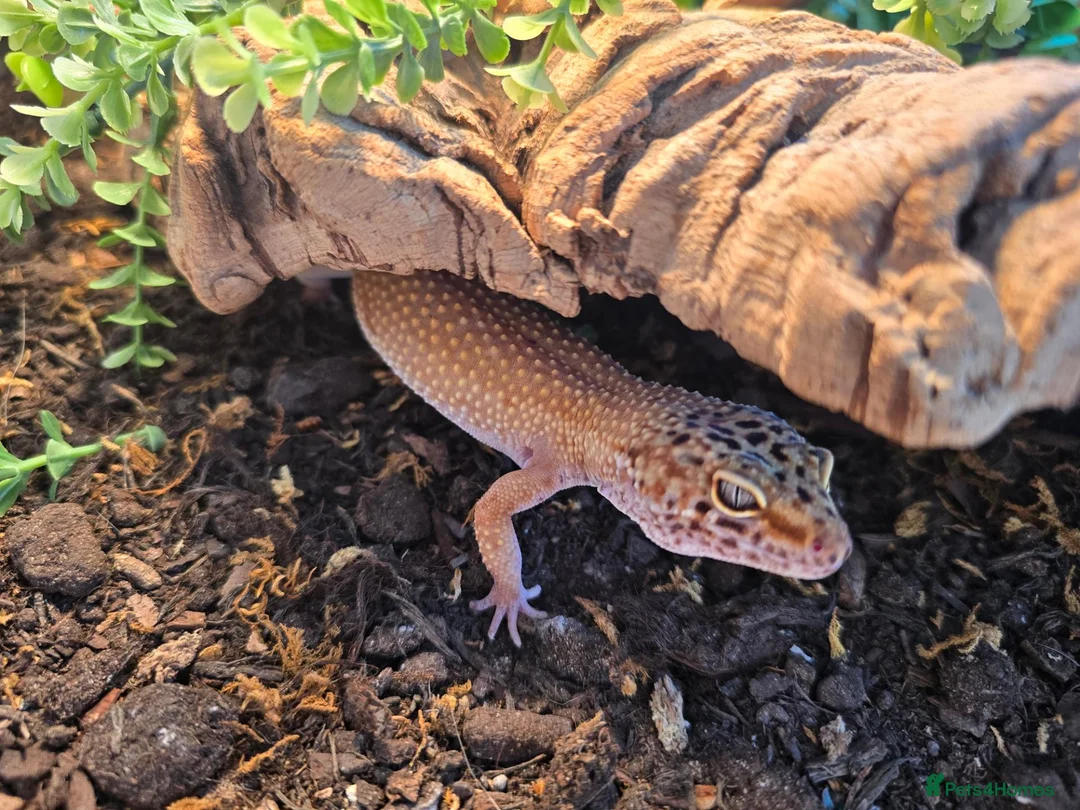 Leopard Gecko reptiles for sale: Leopard Gecko with 4ftx2ft Vivarium in Chatham - Advert 22