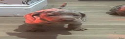 Miniature Dachshund dogs for sale: 🐶🏠 5 Beautiful Miniature Dachshunds 🐶🏠 - Advert 2