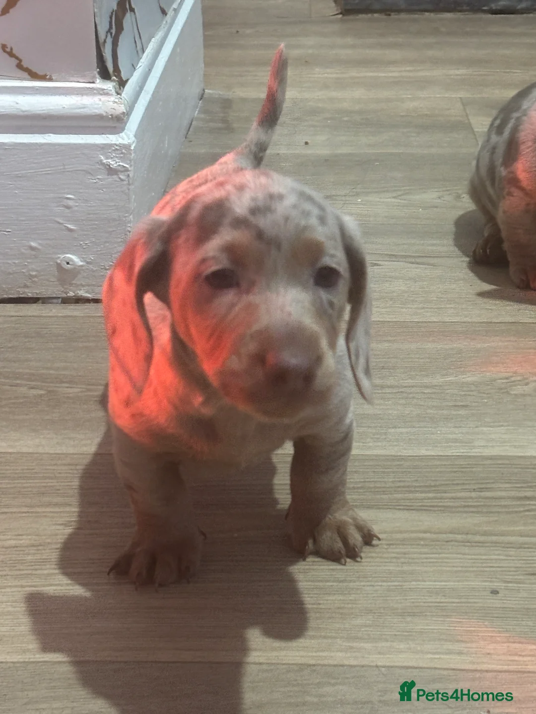 Miniature Dachshund dogs for sale: 🐶🏠 5 Beautiful Miniature Dachshunds 🐶🏠 - Advert 2