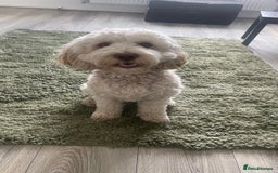 Cockapoo dogs for stud: Gorgeous Cockapoo For Stud 🐶🐾💙 - Image 5