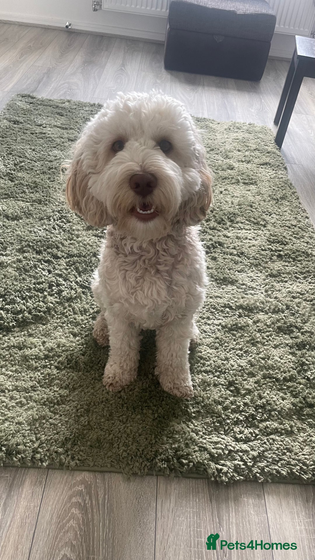 Cockapoo dogs for stud: Gorgeous Cockapoo For Stud 🐶🐾💙 - Image 5