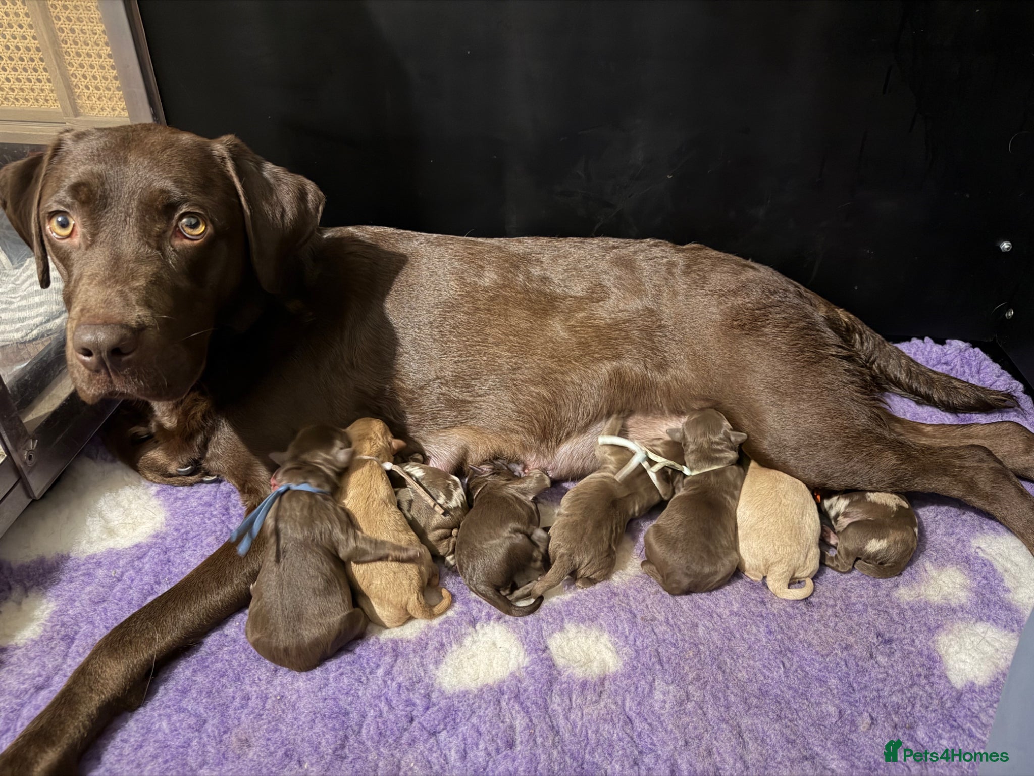 Labradoodle dogs for sale: Beautiful chunky miniature labradoodles 💕 in Lincoln - Advert 2