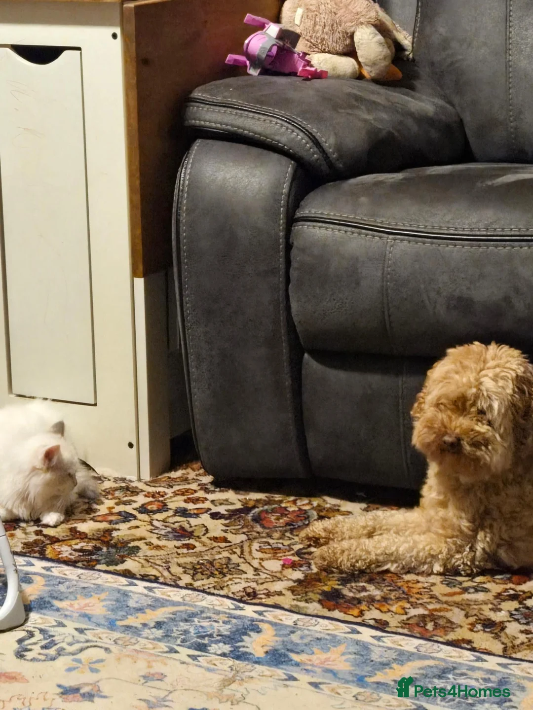 Miniature Poodle dogs for sale: Lola miniature poodle - Advert 1