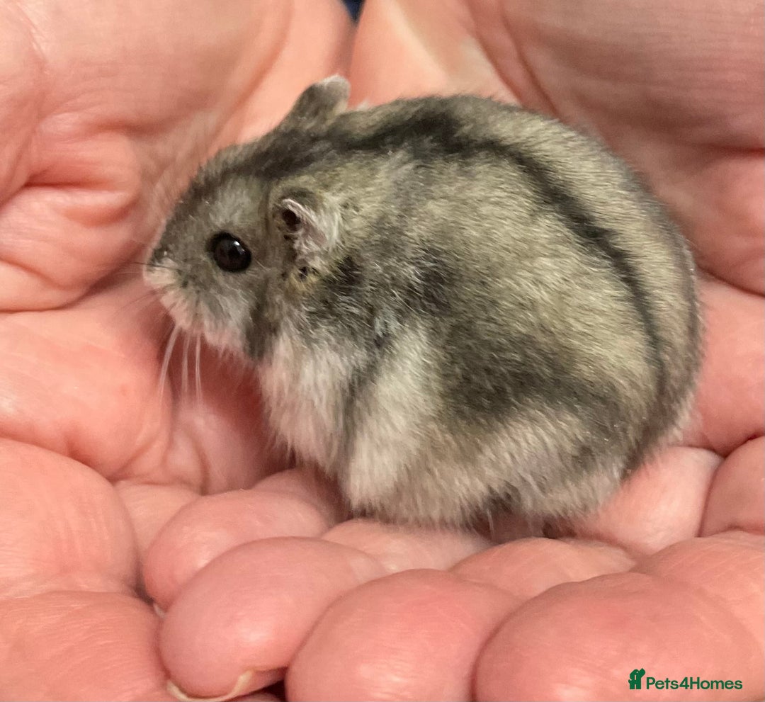 Hamster rodents for sale: Baby Winter White Russian hamsters from show stock - Image 23