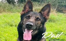 German Shepherd dogs for sale: German Shepherd Puppies  - Image 8