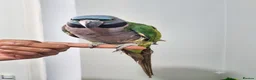 Parrots birds for sale: Beautiful hand tamed parrots for sale  - Advert 6