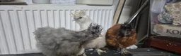 Chickens poultry for sale: 3 Pure‑bred Silkie Bantam Chickens|Collection only - Advert 1