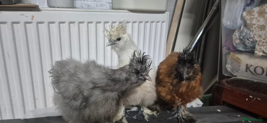 Chickens poultry for sale: 3 Pure‑bred Silkie Bantam Chickens|Collection only - Advert 1