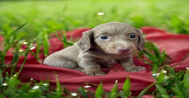 Miniature Dachshund dogs - Advert 2