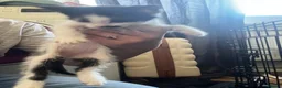 Mixed Breed cats for sale: 2 kittens  - Advert 7