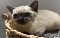 British Shorthair cats for sale: Full BSH kittens 13 weeks GCCF Parents. One gone!  - Image 28