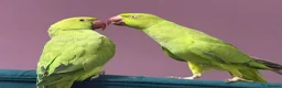 Ringnecks birds for sale: Indian ringnecks in Wirral - Advert 3