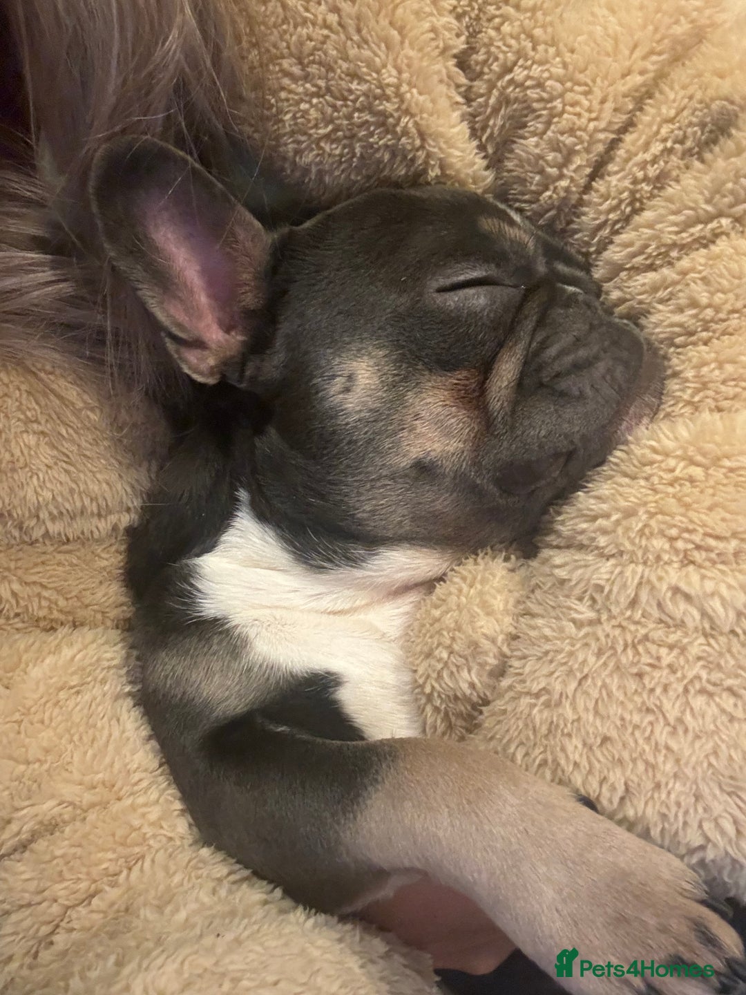 French Bulldog dogs for sale: French Bulldog looking for a forever home. - Image 4
