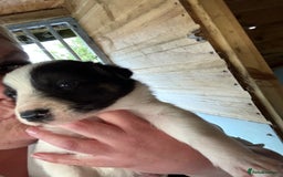 Border Collie dogs for sale: Beautiful Border Collie Puppies - Image 5