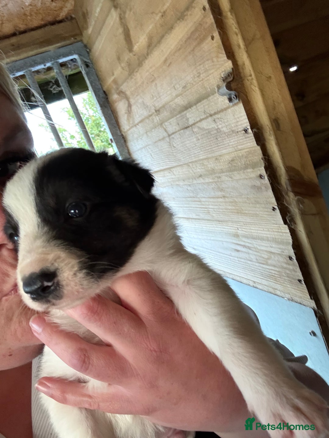 Border Collie dogs for sale: Beautiful Border Collie Puppies - Image 5