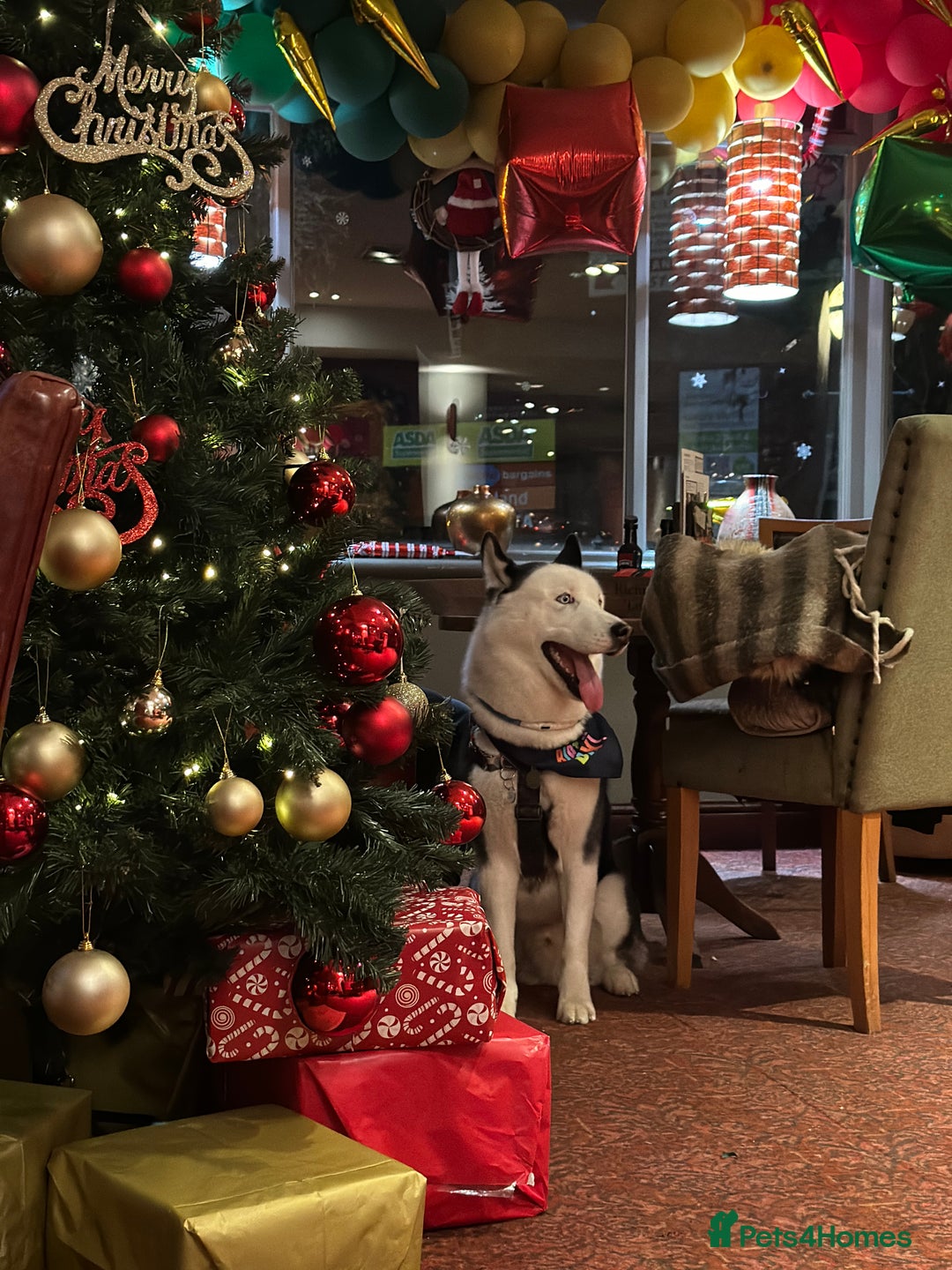 Siberian Husky dogs for stud: Stunning Blue eye Sibrian Husky for Stud  in Liverpool - Image 19