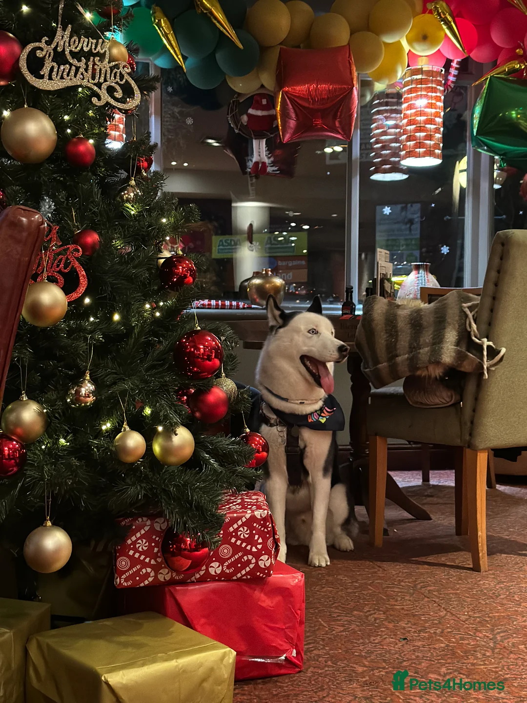 Siberian Husky dogs for stud: Stunning Blue eye Sibrian Husky for Stud (Proven) in Liverpool - Advert 19