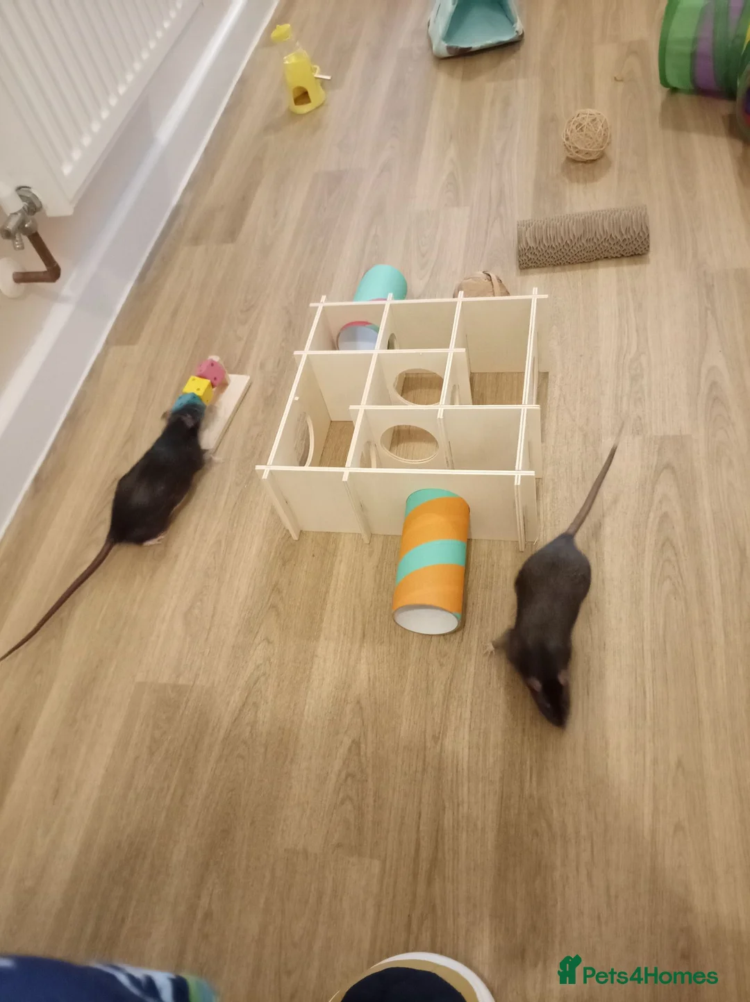 Rat rodents for sale: Pair of 6m Old Tame Male Rats With Cage & Acc - Advert 1