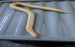 Boa Snake reptiles for sale: Sand boas all need to go  - Image 2