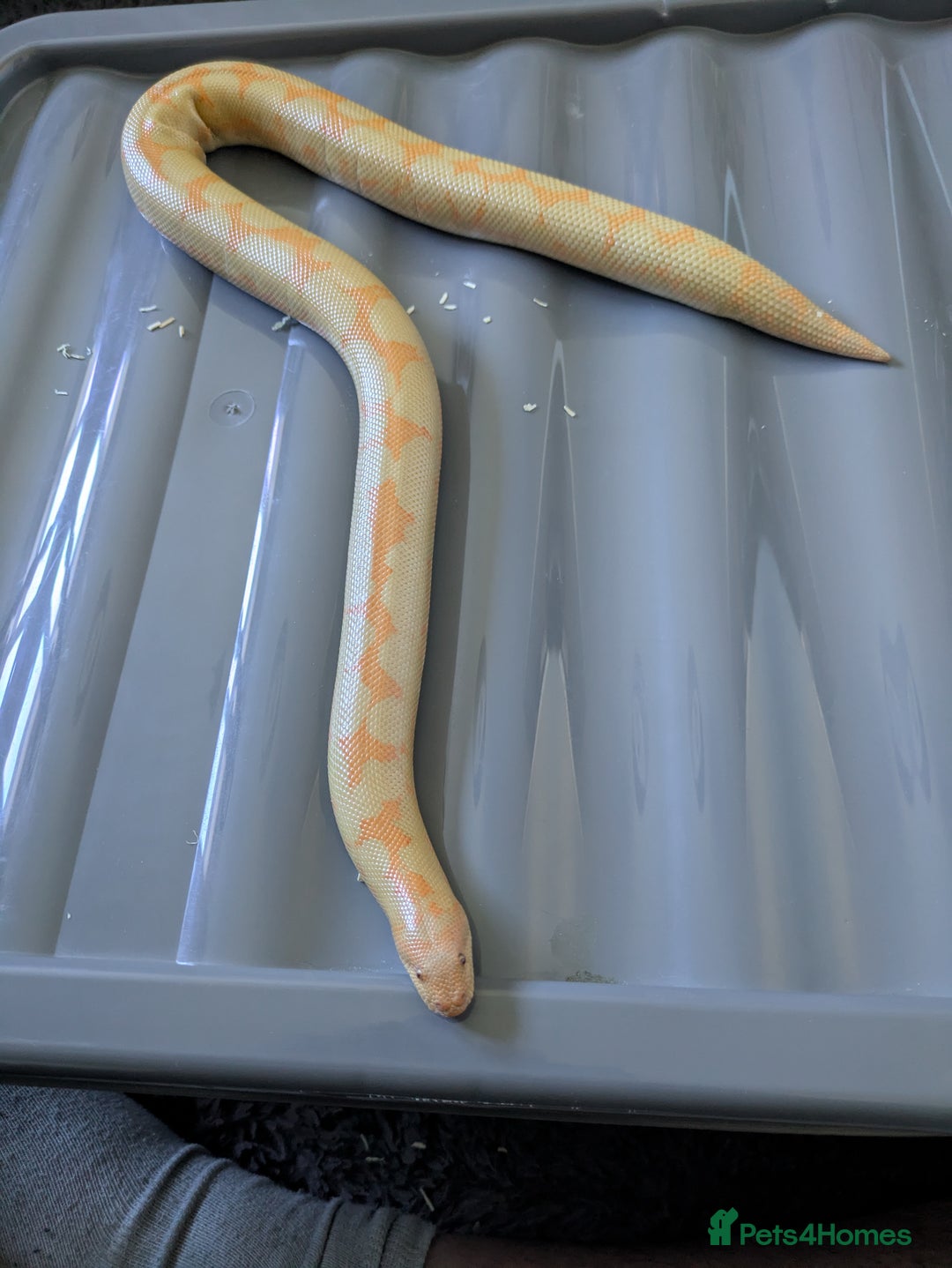 Boa Snake reptiles for sale: Sand boas all need to go  - Image 2