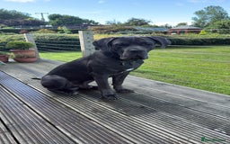 Cane Corso dogs for sale: Lovable Cane Corso - Image 3
