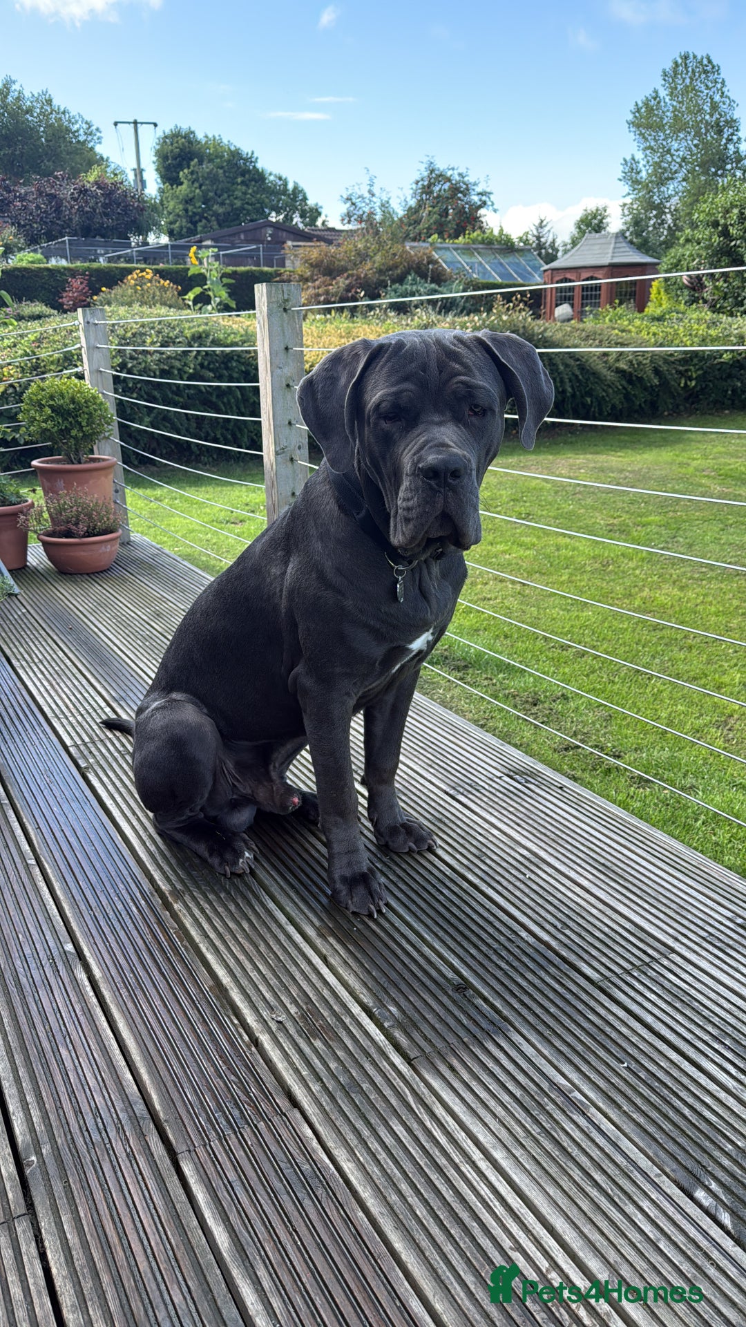 Cane Corso dogs for sale: Lovable Cane Corso - Image 3
